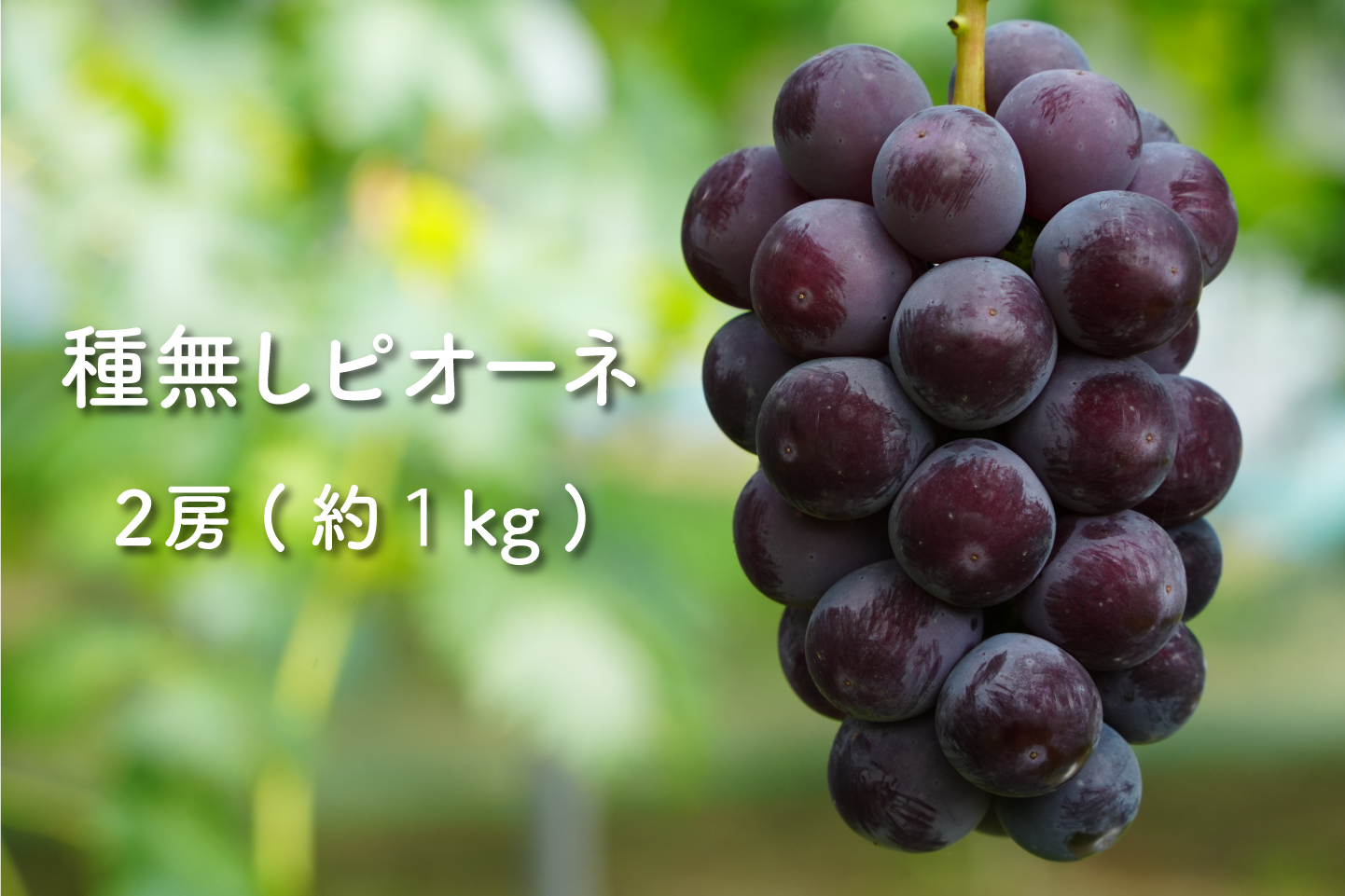 【予約商品】こだわり種無しピオーネ  - 2房（約1kg） -
